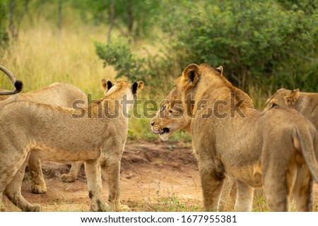 A beautiful pride of lions in the greater  national park. Busy patrolling their territory and hunting for some food. 