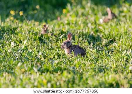 European rabbit (Oryctolagus cuniculus), small rabbits eating in the meadow. Spain