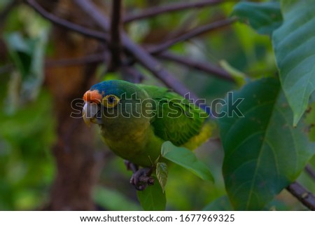 Close up photo of a bright colorful parrot in a tree branches in a jungle tropical forest. Selective focus.