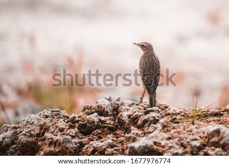
Paddyfield pipit stands on the rocks to find food