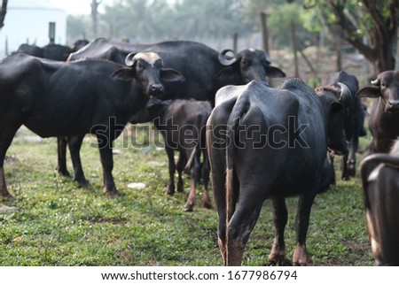 Cattle stocks breeding. The major breeds of beef cattle in Malaysia are Kedah- Kelantan (KK), Brahman Crosses and the European-KK-crossbreeds. The KK cattle is the most important indigenous cattle in 