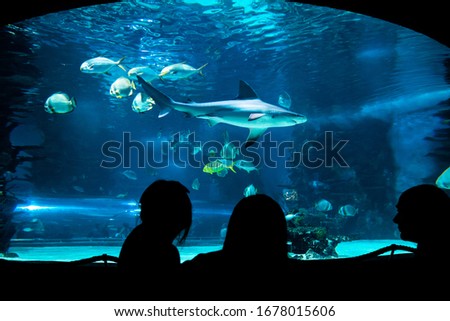 Silhouettes of a people looking in a huge fish tank