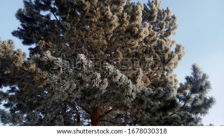 Pine needles with snow in winter against the blue sky. Desktop background, design, stock image, illustration, print.