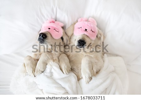 two golden retriever dogs sleeping in pink sleeping mask, top view Royalty-Free Stock Photo #1678033711