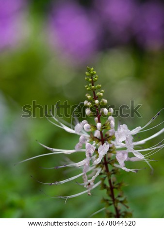 Macro wild flower photography orchid