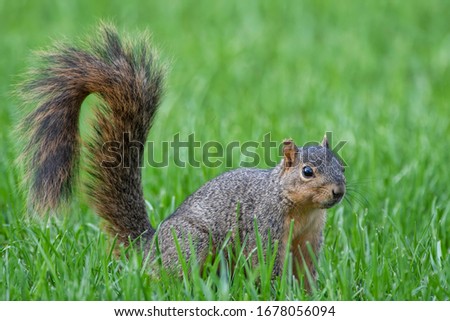 Fox Squirrel in Alert Stance with Bushy Tail Up on Green Grassy Lawn Royalty-Free Stock Photo #1678056094