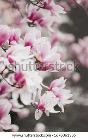 Close up pictures of blooming pink magnolia outdoor