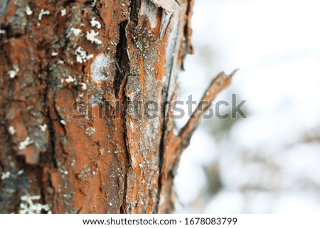 natural background - tree bark close-up