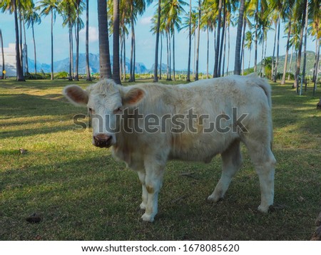 a picture of Charolais standing in coconut farm