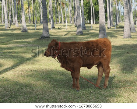a picture of brown Charolais standing in coconut farm