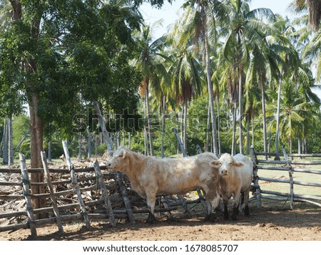 a picture of Charolais standing in coconut farm