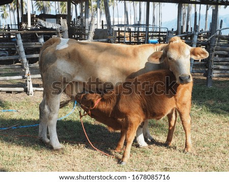 Picture of a cow feeding a newborn baby