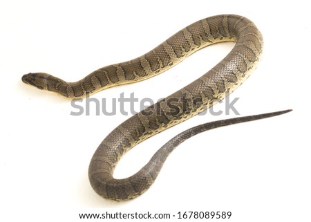 Common puff-faced water snake (Homalopsis buccata), banded water snake, or banded puff-faced water snake isolated on white background