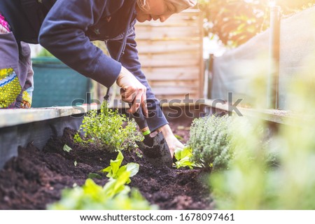 Woman is planting vegetables and herbs in raised bed. Fresh plants and soil. Royalty-Free Stock Photo #1678097461