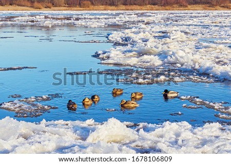 ducks in the river among ice in winter