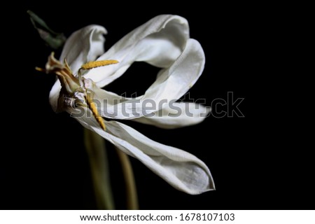 Marvelous dry white tulip flower with yellow stamens on black background. Beautiful elegant dry tulip. 