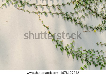 Green plants that grow on wall. 