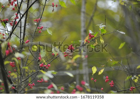 Trees with colored berries in the Lanzo Valley