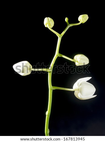 Orchid with buds, on a black background