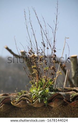 Unwanted flora weeds on roof tiles
