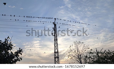 Pigeons sitting on electricity wire, sunrise view