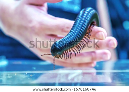 Giant millipede is a popular pet in Thailand.