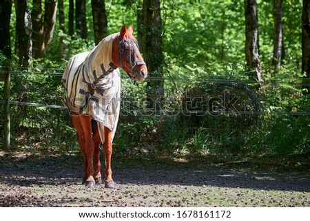 Horse with protection clothes, closeup photo
