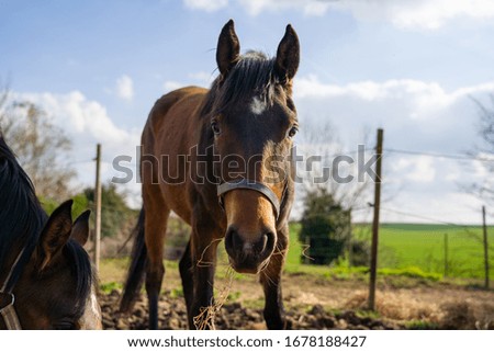 Horse stallion eating outdoor in the field