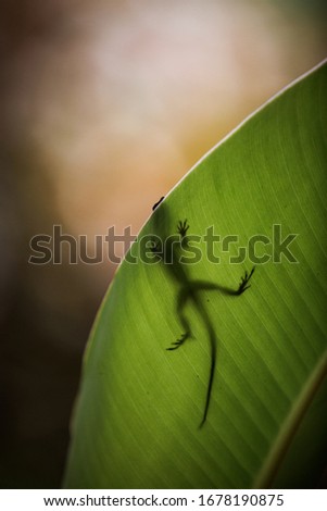 The silhouette of a lizard