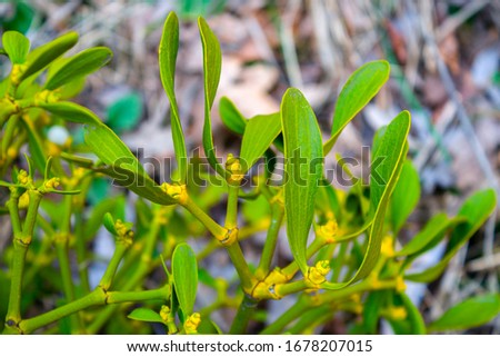 White mistletoe plant leaf texture macro,  closeup natural sunny background