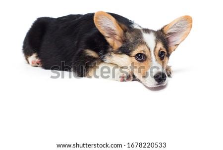 sad dog lies and looks, welsh corgi