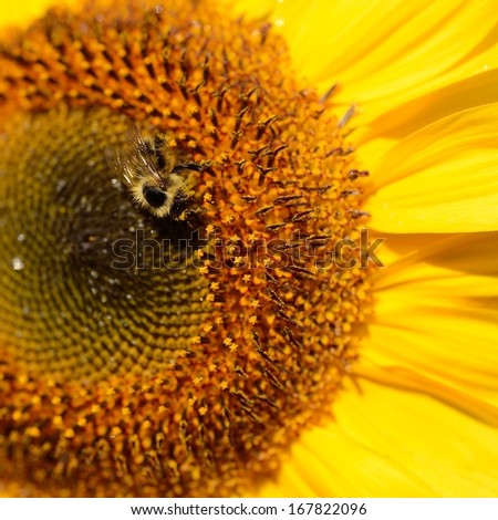 Sunflower close-up with bee sitting on it