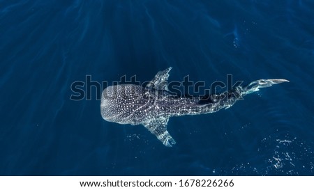 Huge whale shark swimming near Ningaloo, Australia