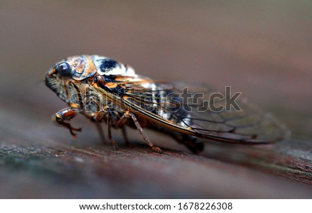 black and yellow spotted fly