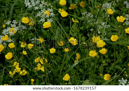 Yellow flowers of Ranunculus acris (Meadow buttercup, Tall buttercup) Royalty-Free Stock Photo #1678239157