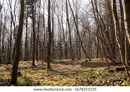 Dry deciduous forest in early spring