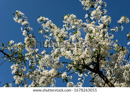 Beautiful blossoming cherry tree with white flowers on a blue sky in a warm spring sun. 