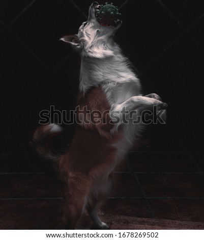 A border collie dog killing the coronavirus, made with photoshop.