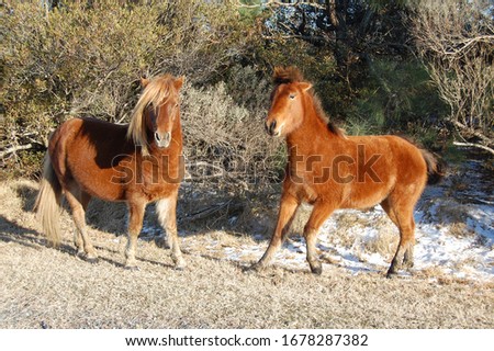 Wild horses frolicking together on Assateague Island in Maryland.