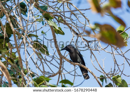 Crow, Birds crow on a tree a live crow on branch