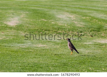 Myna bird Acridotheres tristis on a background of green grass Starling Myna mynah green grass