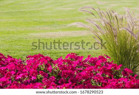 wild red flowers Green grass lawn during sunset. Wheat germ in the field red flower