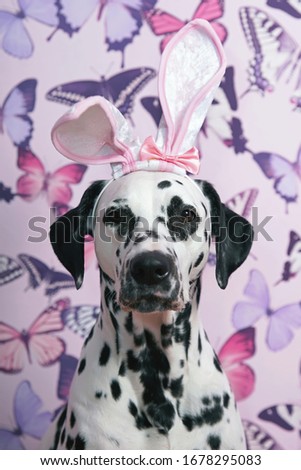 The portrait of a white and black spotted Dalmatian dog with a funny bunny ears headband on its head posing indoors on a pink wallpaper background with butterflies