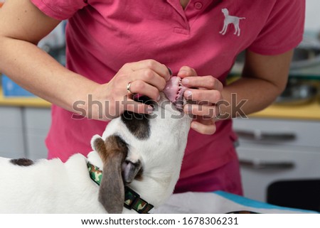 Puppy on a visit to the vet. Vaccination, teeth review and veterinary examination.