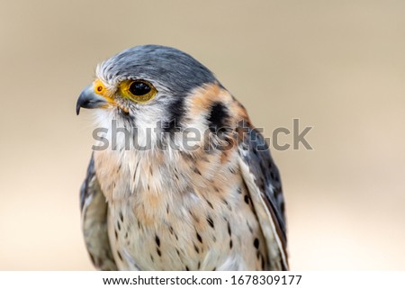a quiet and sweet peregrine falcon