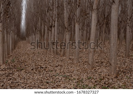 Dry cottonwood forest in winter