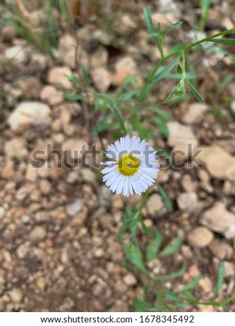 Closeup of a white and yellow flower 
