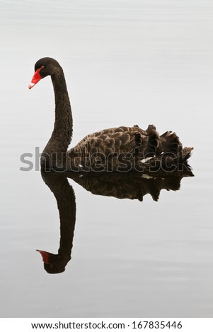 Black swan with reflection.