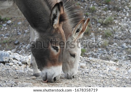 A wild burro mama and her babe searching the ground for food in the Spring Mountains in southern Nevada.