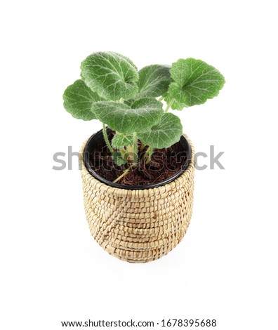 Country Borage in basket isolated on a white background, photography 